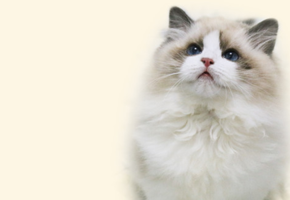 猫的嗅觉范围多少米呢？科普篇