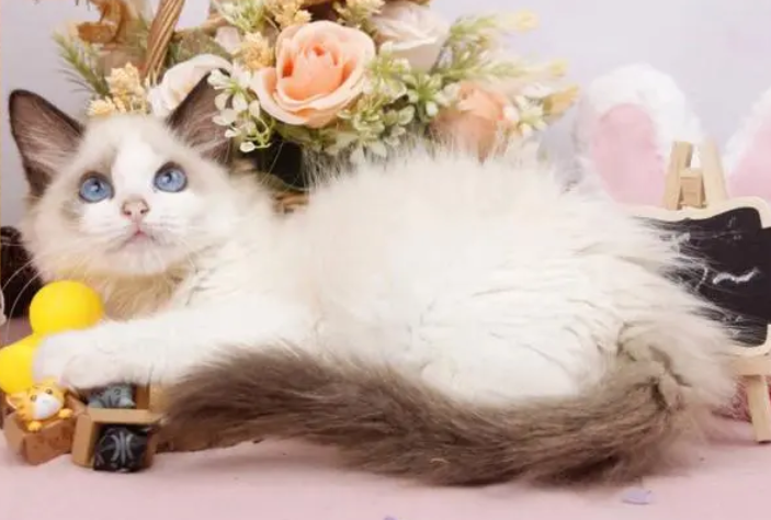 猫的嗅觉范围多少米呢？科普篇