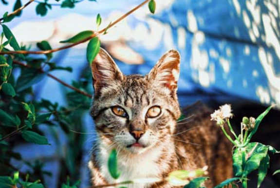 小猫第一次到家怎么办呢？快来看看吧~