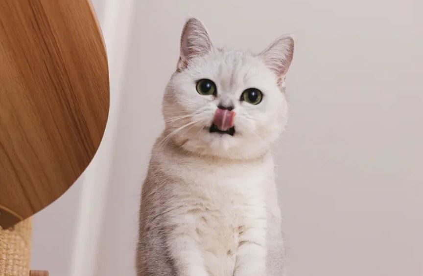 小猫第一次到家怎么办呢？快来看看吧~