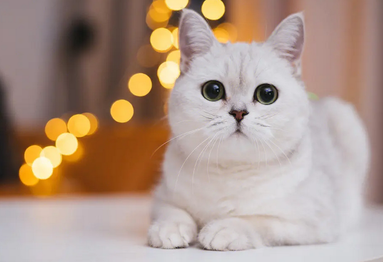 小奶猫多久可以剪指甲？饲养须知~