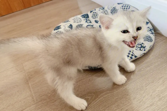 你们说，一般买几个月大的猫比较好？