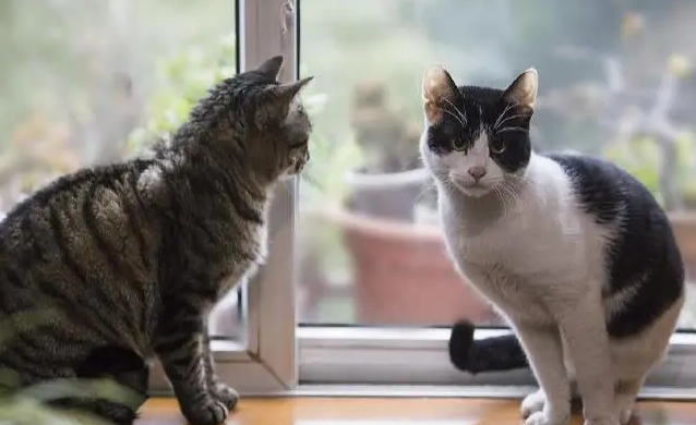 你们说，一般买几个月大的猫比较好？