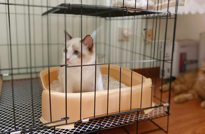 今日看点，新猫到家要不要关笼子？