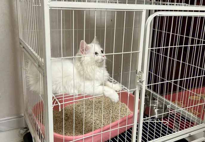 今日看点，新猫到家要不要关笼子？