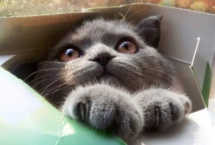 今日解析，为什么小猫咪能缩在盒子里？