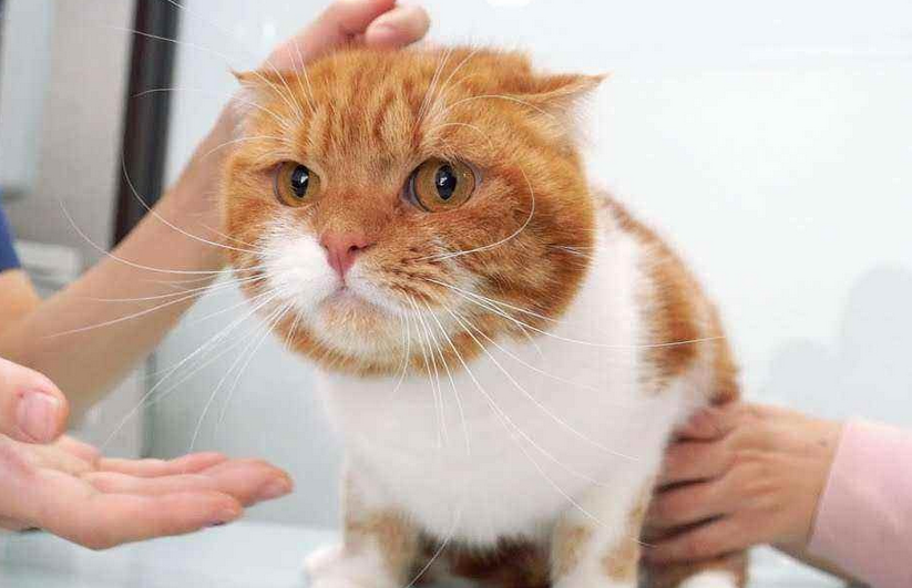 猫咪应激反应多久能好？想知道的看过来！