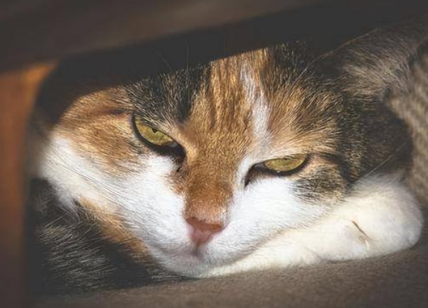 猫咪应激反应多久能好？想知道的看过来！