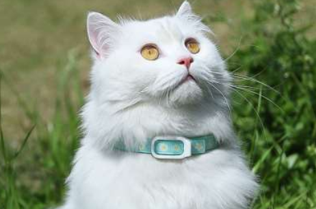 今日解析，猫驱虫项圈会毒死猫吗？