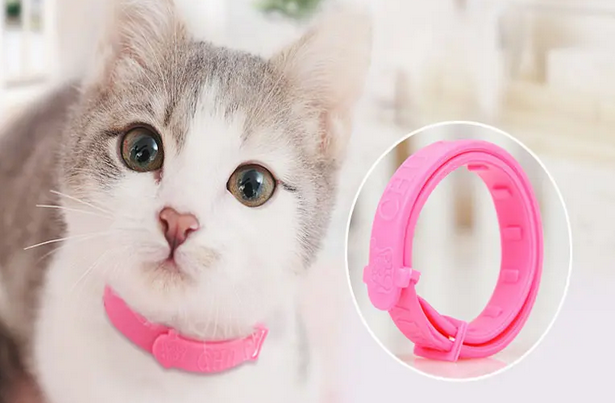 今日解析，猫驱虫项圈会毒死猫吗？