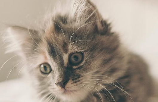 一起了解一下，猫薄荷用多了猫会吐吗