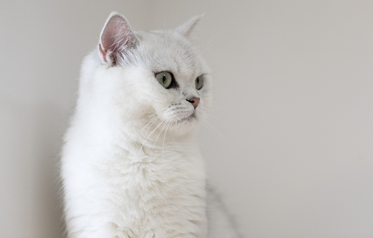 和大家分享一些给猫喂益生菌技巧