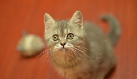 一文详解猫一个月等于几岁？