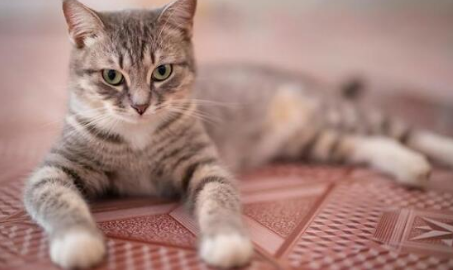 一文详解猫一个月等于几岁？