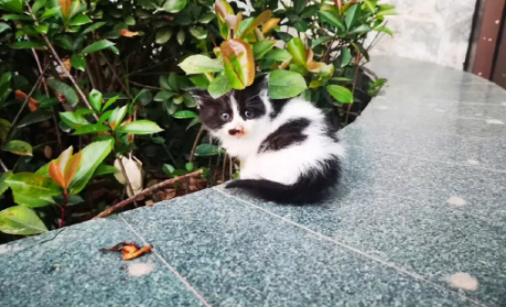 收养流浪猫需要注意什么？此文帮你解答