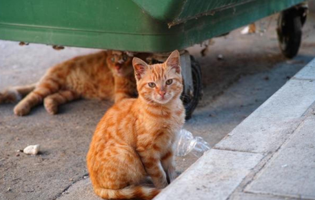 收养流浪猫需要注意什么？此文帮你解答