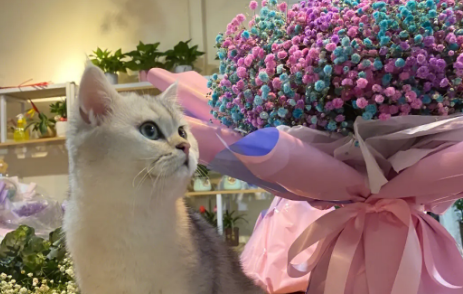 满天星对猫咪有没有毒？这里可以了解~