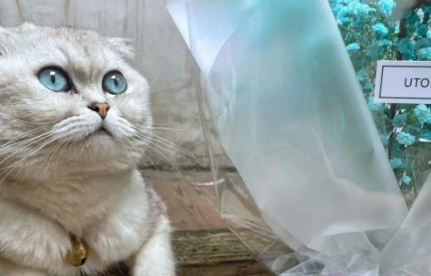 满天星对猫咪有没有毒？这里可以了解~