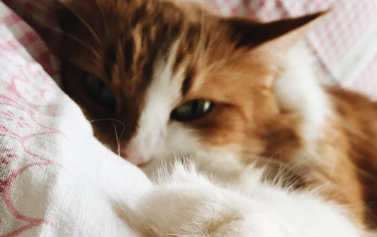 猫吃鸡肝会上火吗，带你走进猫咪的世界~