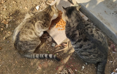 流浪猫能养吗？想养的主人来看看