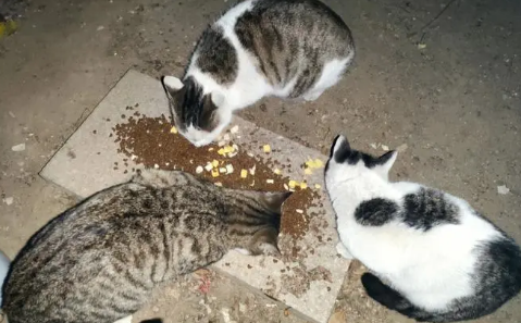 流浪猫能养吗？想养的主人来看看