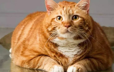 给你讲，橘猫真的容易胖吗？