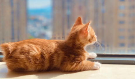 给你讲，橘猫真的容易胖吗？