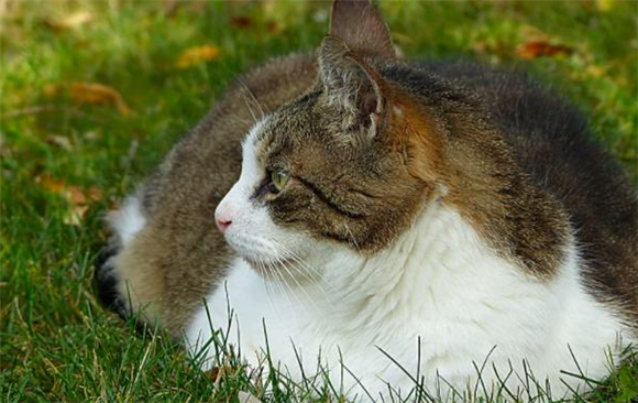 猫咬住衣袖不放什么原因？其实它想这样......