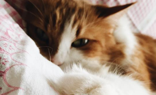 猫咬住衣袖不放什么原因？其实它想这样......