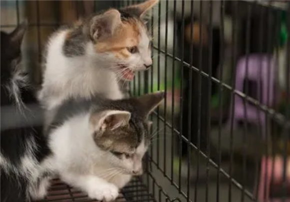 猫为什么喜欢吃老鼠?很多人可能并不知道 猫为什么喜欢吃老鼠?很多人可能并不知道