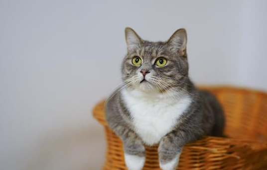 猫为什么喜欢吃老鼠?很多人可能并不知道 猫为什么喜欢吃老鼠?很多人可能并不知道