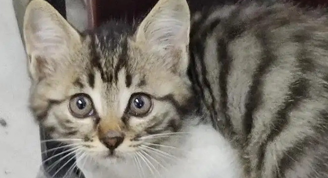 狸花猫掉毛吗？养狸花猫的宠物需要看看。