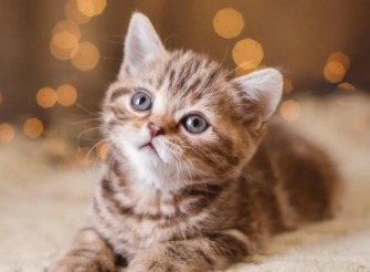 猫为什么晚上会起来看人?具体要看这些~ 猫为什么晚上会起来看人?具体要看这些~