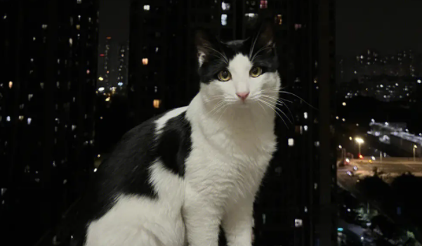 猫为什么晚上会起来看人?具体要看这些~ 猫为什么晚上会起来看人?具体要看这些~