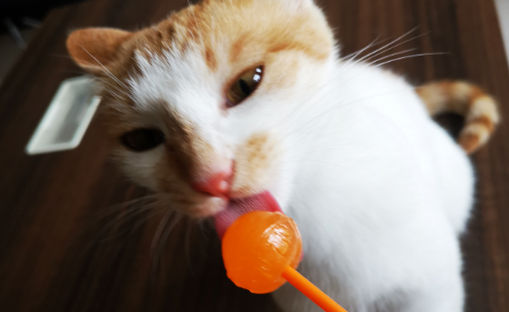 猫能吃糖吗？这些事项一定要注意