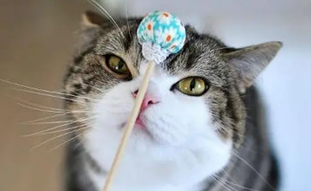 猫能吃糖吗？这些事项一定要注意