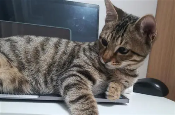 狸花猫为什么那么可爱？原因其实很简单