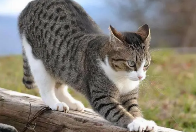 狸花猫为什么那么可爱？原因其实很简单