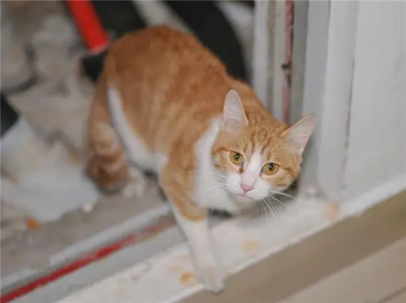 不认识的猫在门口叫怎么办？按照这样做就行了