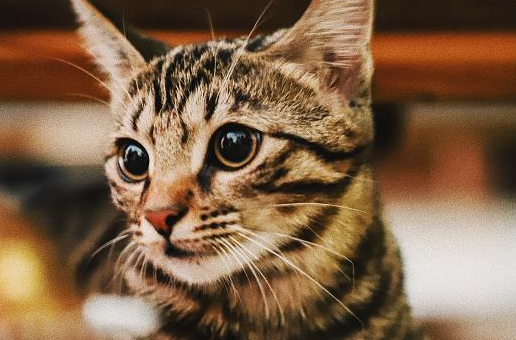 不认识的猫在门口叫怎么办？按照这样做就行了