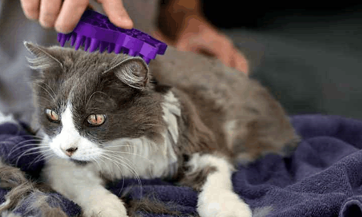 猫吃什么毛发好？坚持才有用