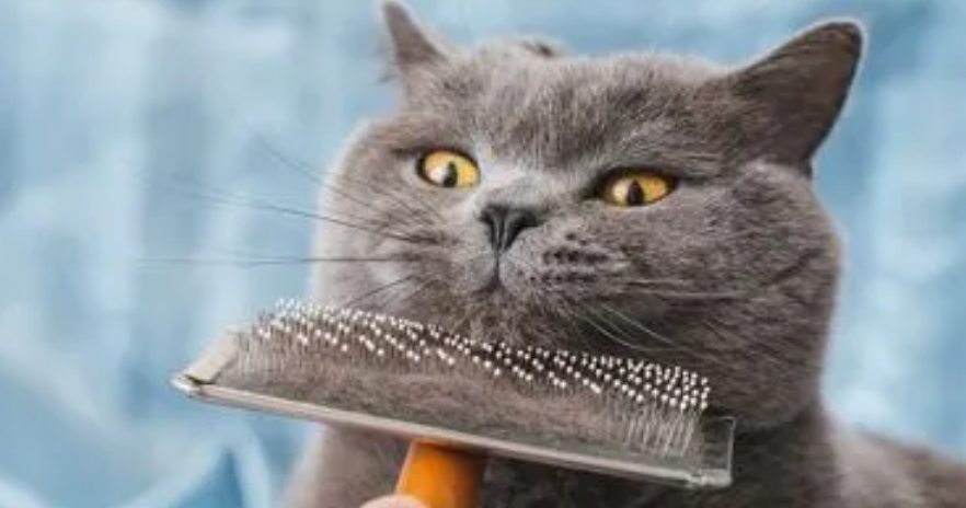 猫吃什么毛发好？坚持才有用