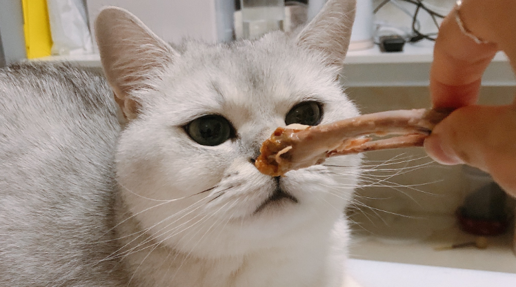 猫吃了油怎么办？试试这几个办法