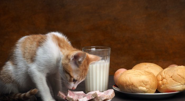 猫吃了油怎么办？试试这几个办法