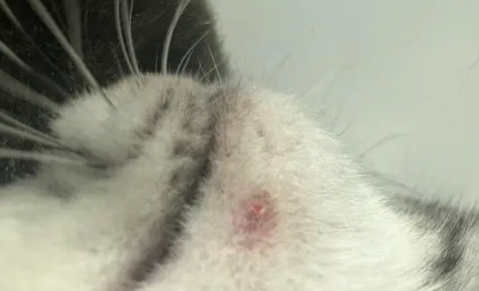 猫下巴有块硬硬的东西，一定要及时关注！