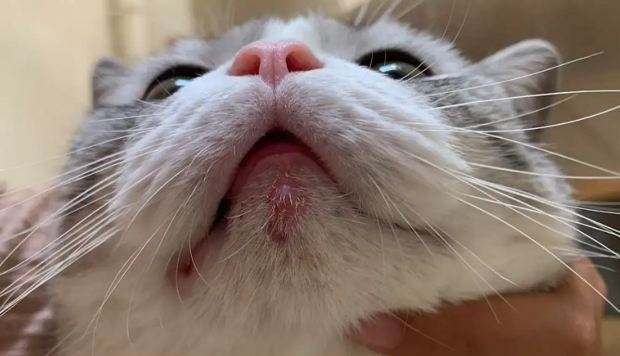 猫下巴有块硬硬的东西，一定要及时关注！