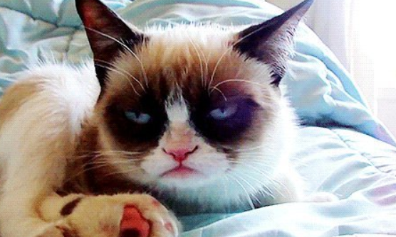 猫为什么对人很冷淡？看看你家猫咪有没有吧~