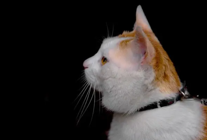 猫为什么对人很冷淡？看看你家猫咪有没有吧~
