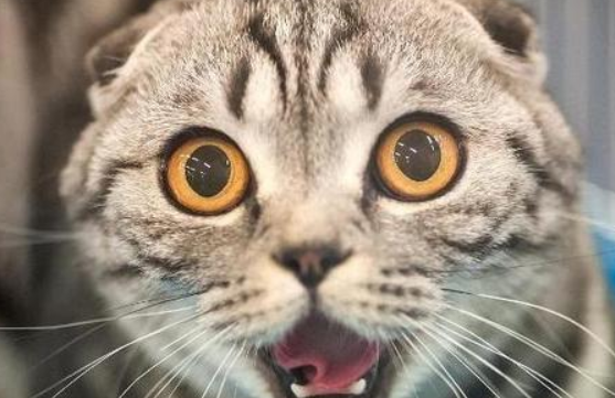 猫为什么能知道主人生气了？原来是因为这个！