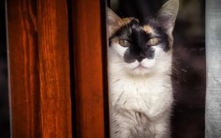 猫为什么能知道主人生气了？原来是因为这个！